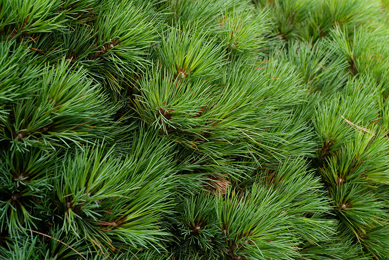 pine-needles